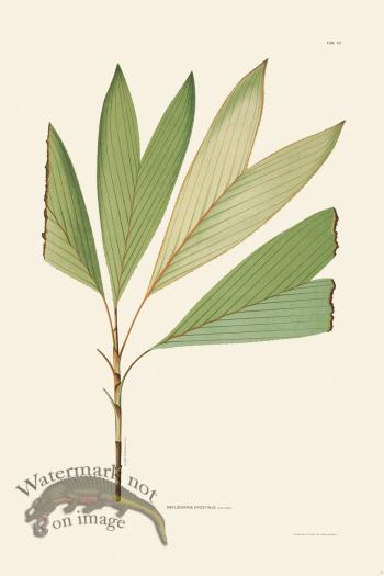 Rodrigues Palm Front 037